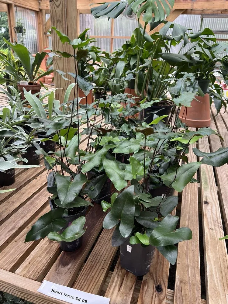 Trusted landscape design in Bluffton, SC by The Green Thumb