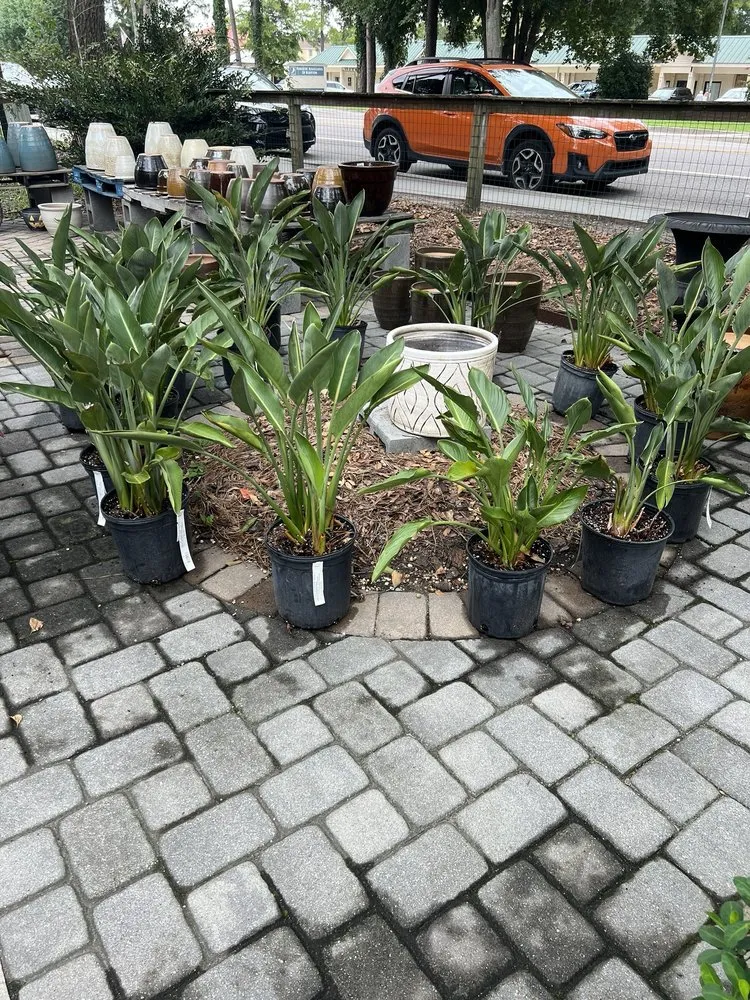 Top-rated yard maintenance for beautiful yards across Bluffton, SC - The Green Thumb