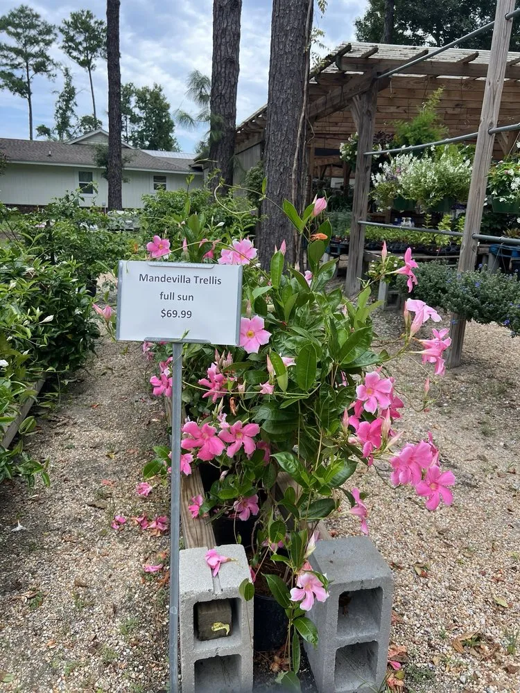 Expert outdoor landscaping for beautiful yards across Bluffton, SC - The Green Thumb