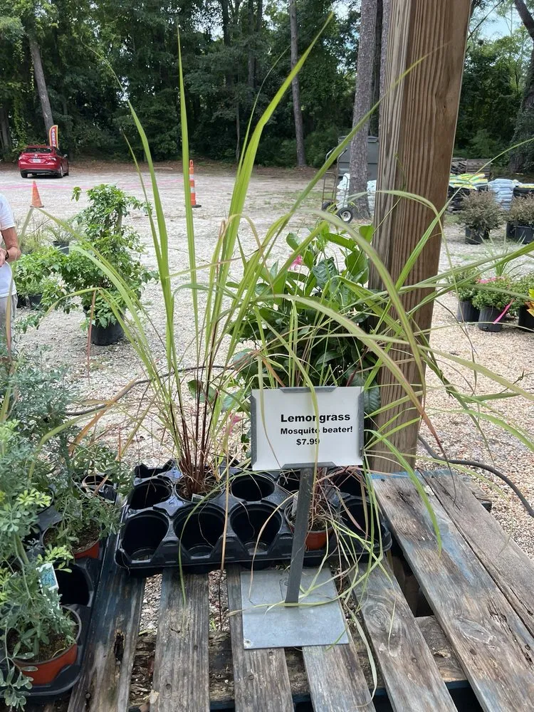 Trusted outdoor landscaping for year-round maintenance in Bluffton, SC by The Green Thumb