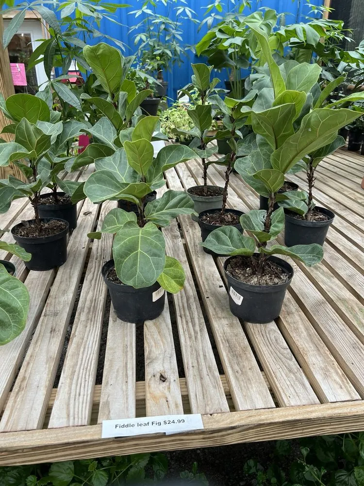 Affordable outdoor landscaping experts serving Bluffton, SC - The Green Thumb