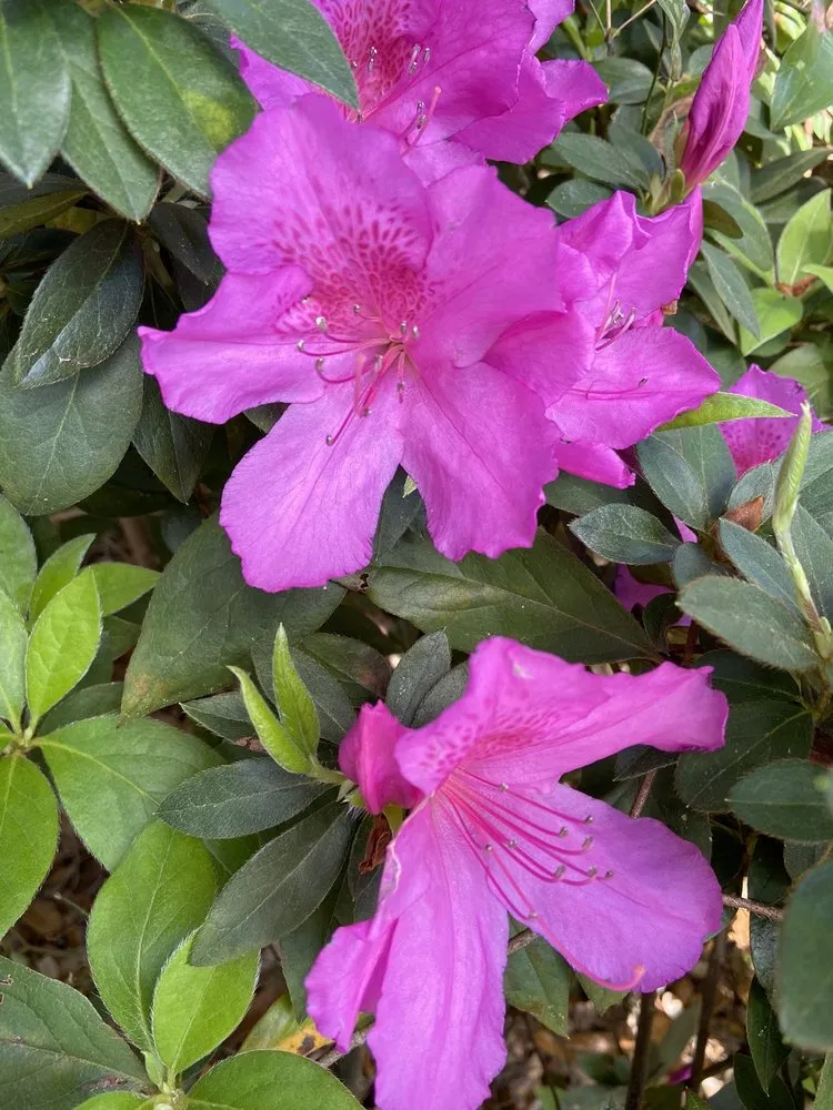 Custom landscaping services for year-round maintenance in Hilton Head, SC by The Green Thumb