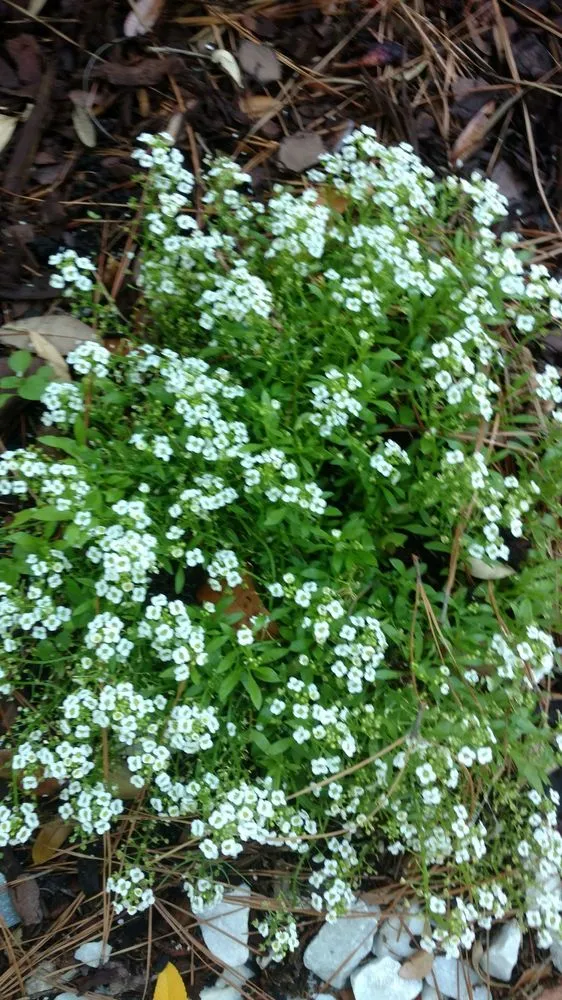 Professional garden landscaping in Hilton Head, SC by The Green Thumb