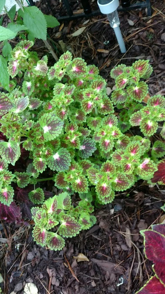 Top-rated yard maintenance experts serving Hilton Head, SC - The Green Thumb