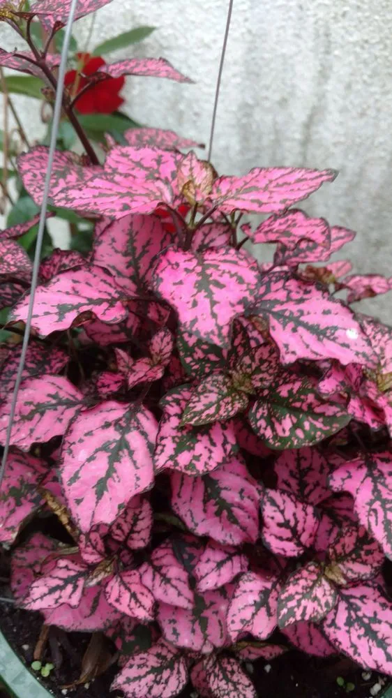 Trusted outdoor landscaping experts serving Hilton Head, SC - The Green Thumb