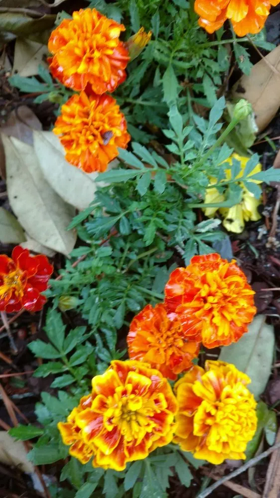 Local lawn care service with custom design across Hilton Head, SC - The Green Thumb