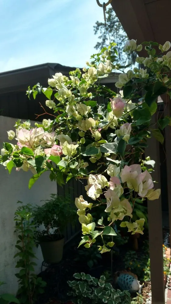 Custom lawn mowing service for homes across Hilton Head, SC - The Green Thumb