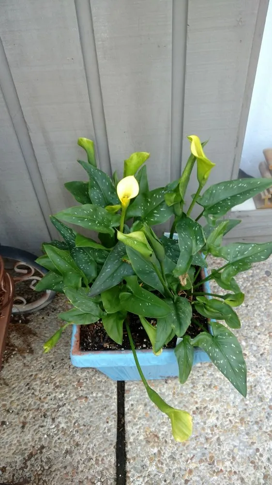 Local landscape installation for homes in Hilton Head, SC by The Green Thumb