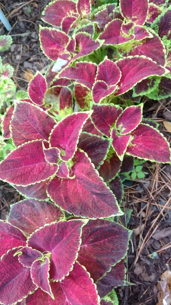 Custom lawn care service with custom design across Hilton Head, SC - The Green Thumb