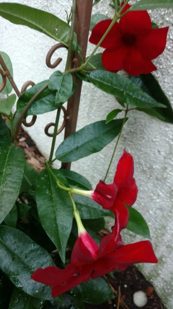 Affordable garden landscaping with custom design in Hilton Head, SC by The Green Thumb