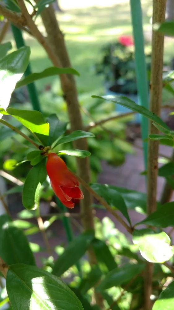 Reliable landscape design for year-round maintenance across Hilton Head, SC - The Green Thumb