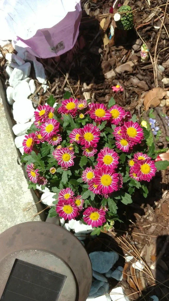 Top-rated garden landscaping for homes across Hilton Head, SC - The Green Thumb