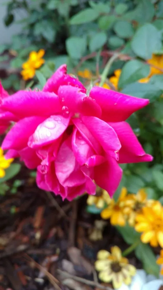 Top-rated landscape installation in Hilton Head, SC - The Green Thumb