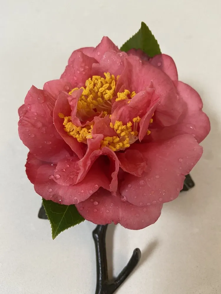 Custom residential landscaping for beautiful yards in Hilton Head, SC by The Green Thumb