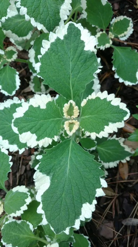 Local landscape installation with custom design in Hilton Head, SC by The Green Thumb