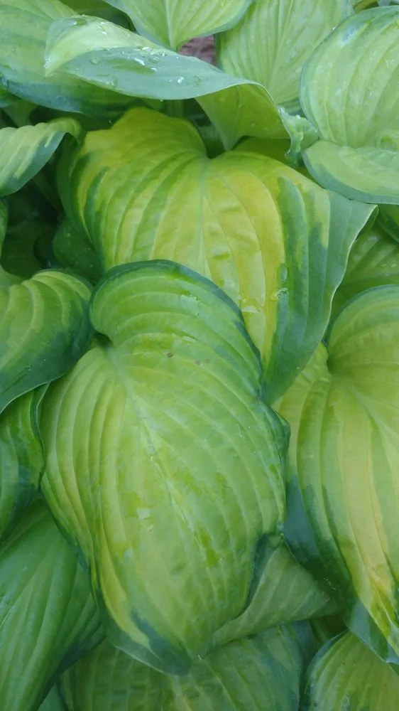 Professional landscape installation in Hilton Head, SC by The Green Thumb