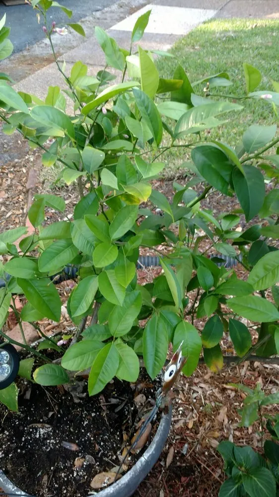 Top-rated lawn mowing service in Hilton Head, SC - The Green Thumb