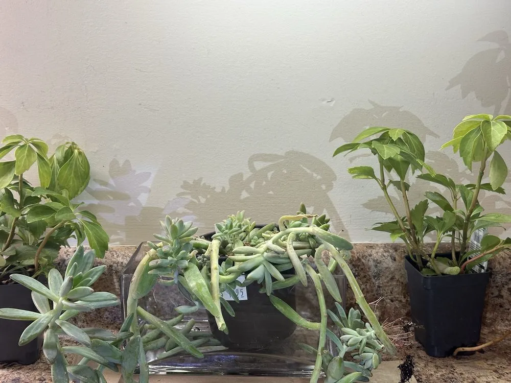 Trusted yard maintenance in Davenport, IA by The Green Thumbers