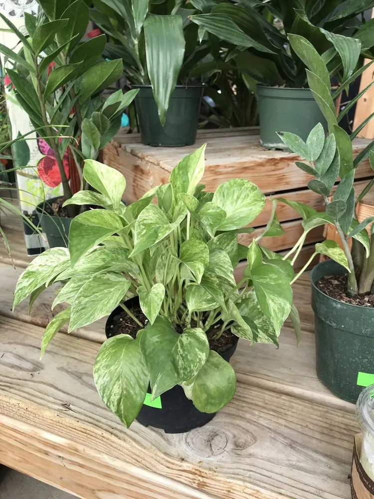 Professional outdoor landscaping experts serving Davenport, IA - The Green Thumbers