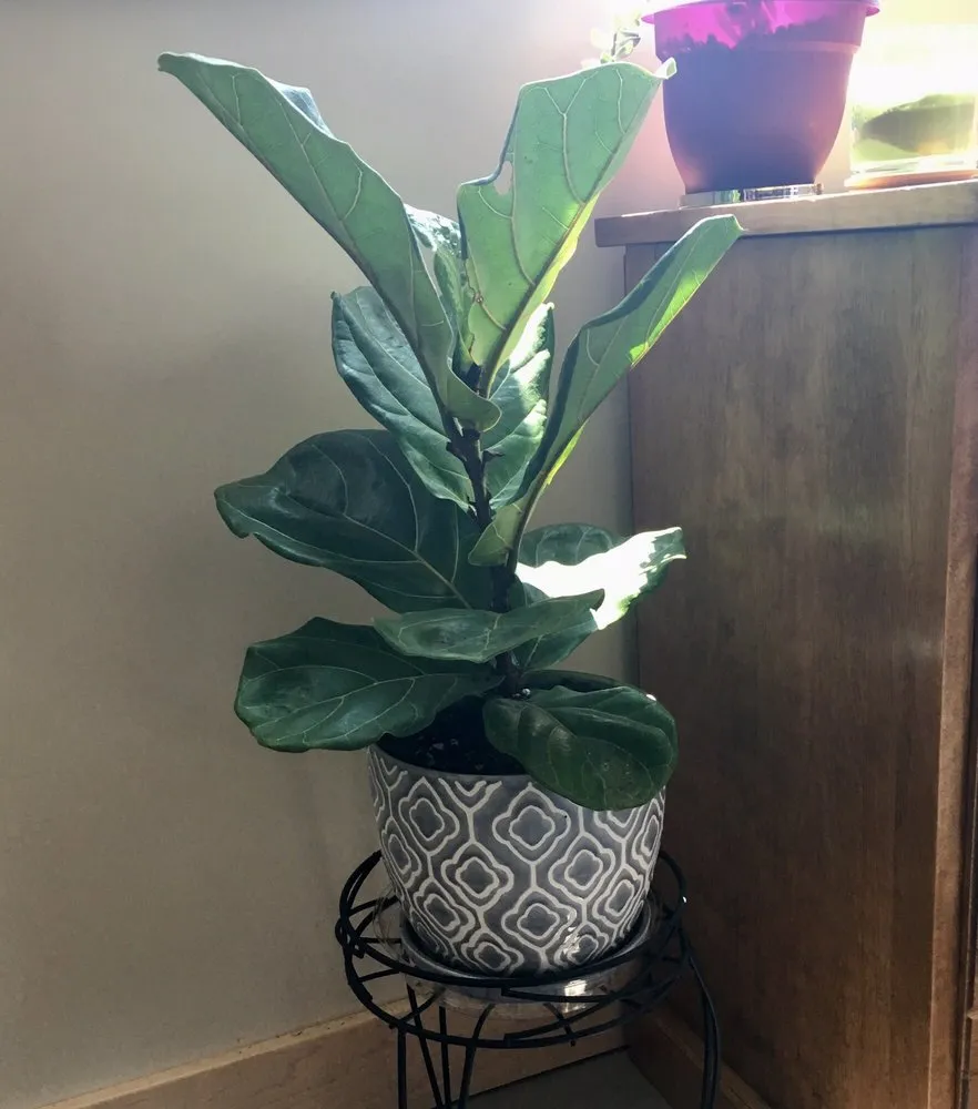 Expert yard maintenance for homes in Davenport, IA by The Green Thumbers