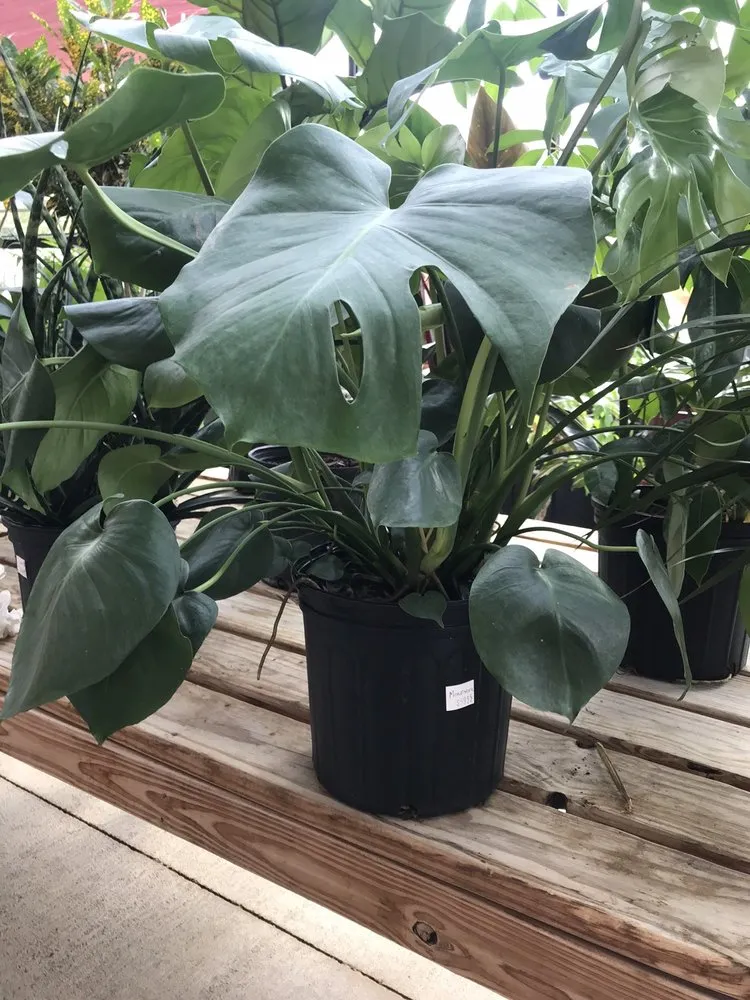 Local garden landscaping experts serving Davenport, IA - The Green Thumbers