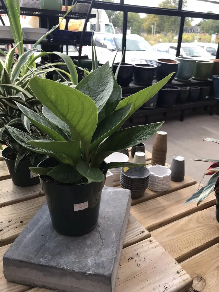 Top-rated lawn care service experts serving Davenport, IA - The Green Thumbers