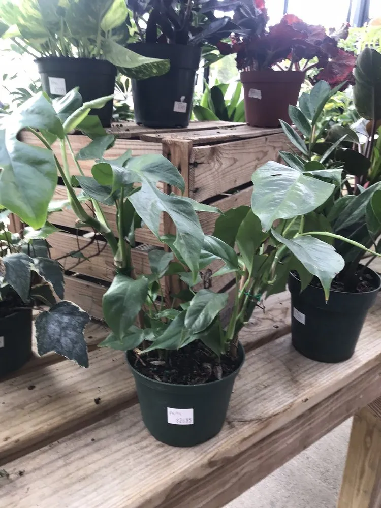 Affordable outdoor landscaping in Davenport, IA - The Green Thumbers