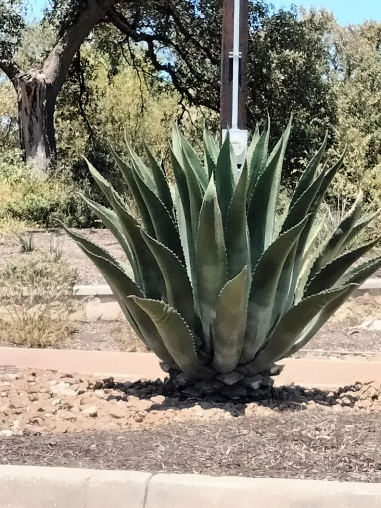 Reliable landscape installation in helotes, TX - The Greener Thumb Landscaping