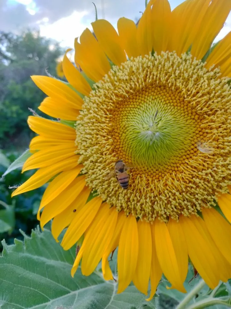 Trusted outdoor landscaping experts serving helotes, TX - The Greener Thumb Landscaping