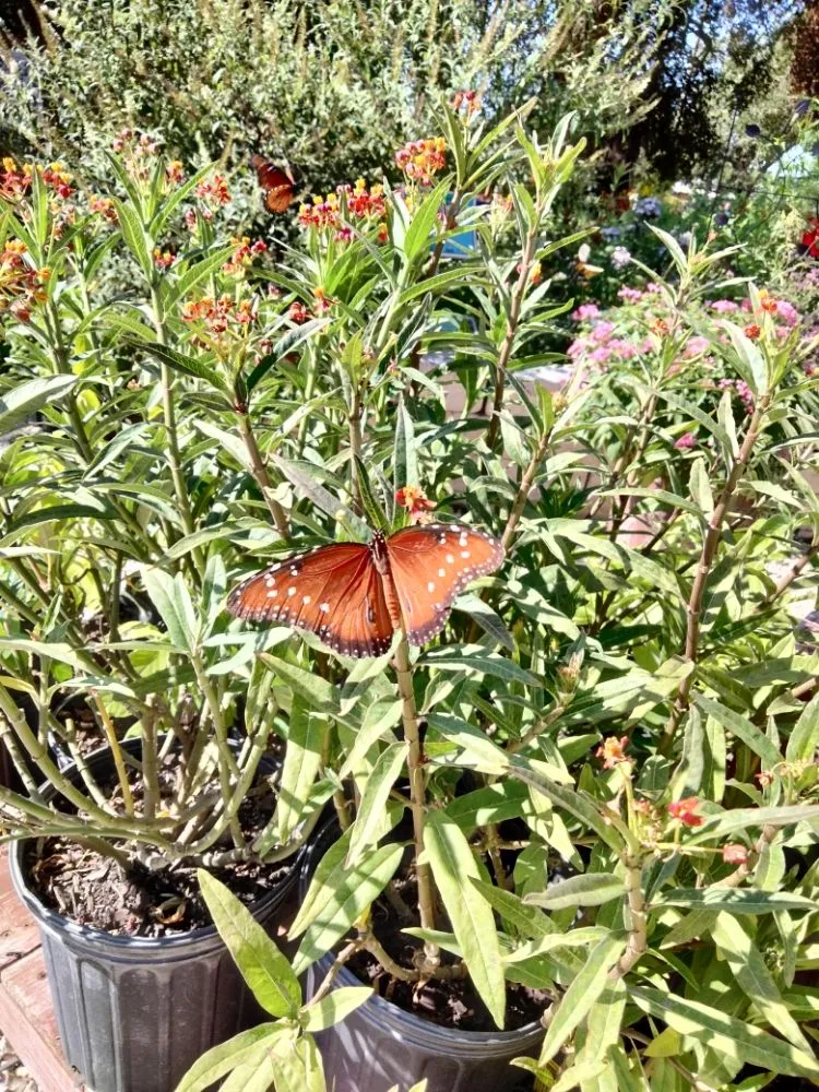 Local yard cleanup service in helotes, TX by The Greener Thumb Landscaping