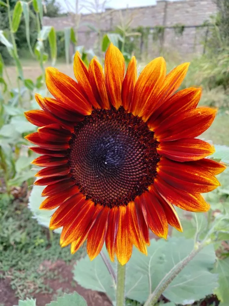 Trusted landscaping services for residential properties across helotes, TX - The Greener Thumb Landscaping