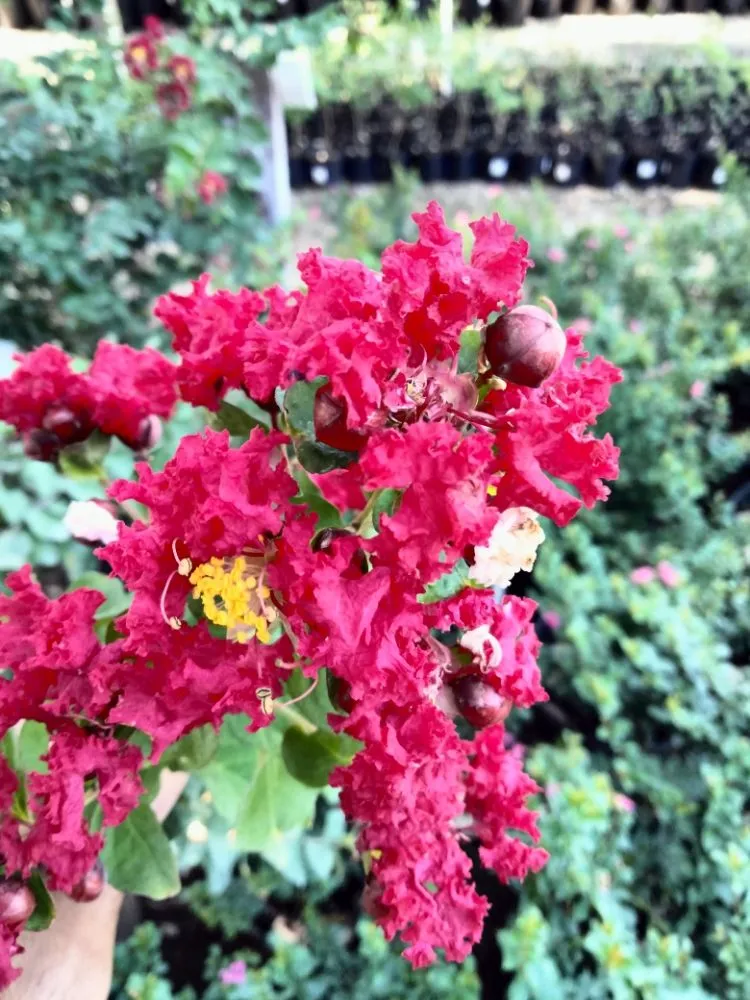 Custom landscape design for beautiful yards across helotes, TX - The Greener Thumb Landscaping