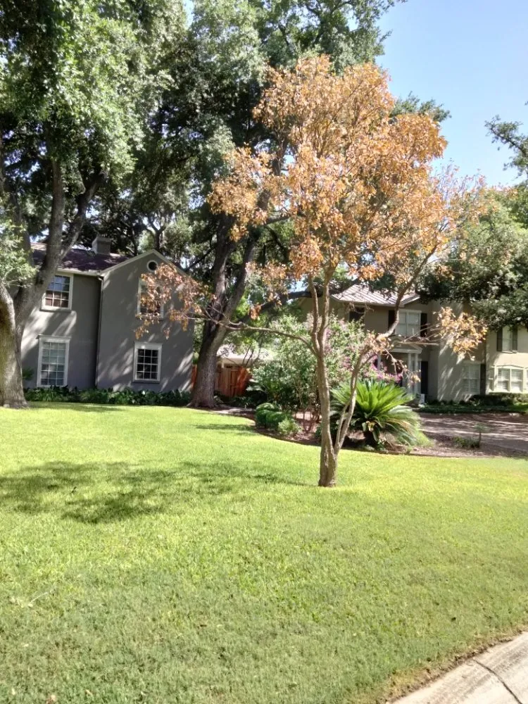 Expert lawn mowing service experts serving helotes, TX - The Greener Thumb Landscaping