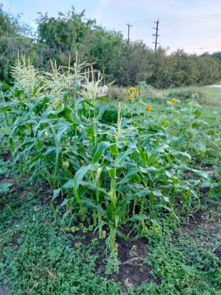 Professional residential landscaping in helotes, TX by The Greener Thumb Landscaping