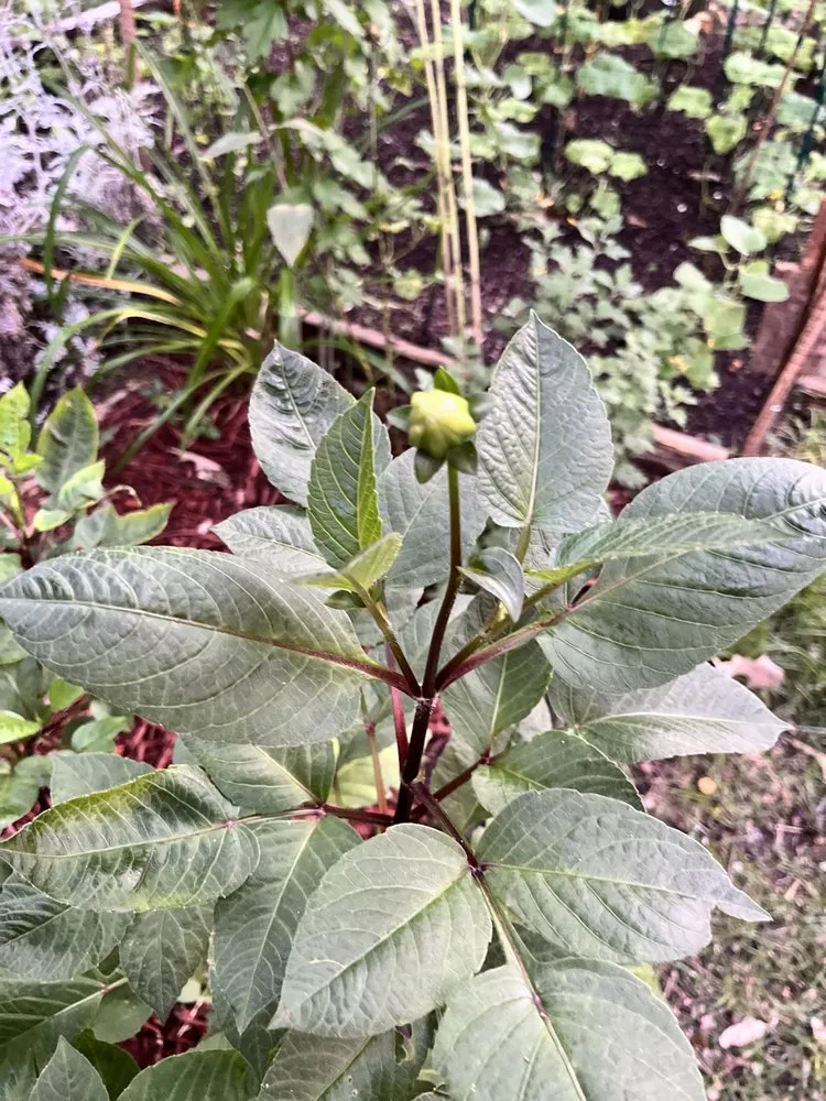 Custom yard maintenance experts serving Lusby, MD - The Greener Touch