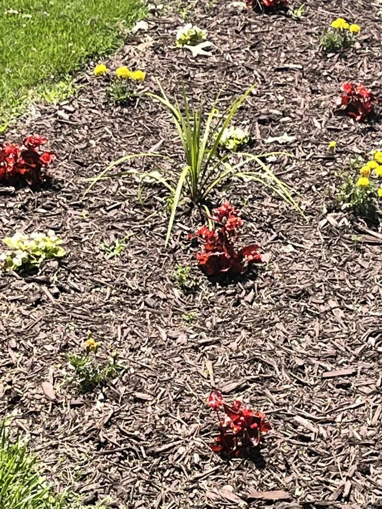 Professional yard cleanup service near you in Lusby, MD by The Greener Touch