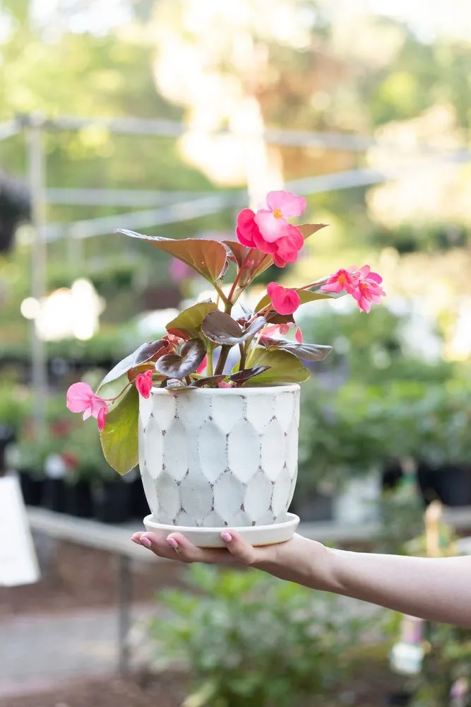 Professional landscaping services for outdoor upgrades in Hilton Head Island, SC by The Greenery Garden Center Gift & Home