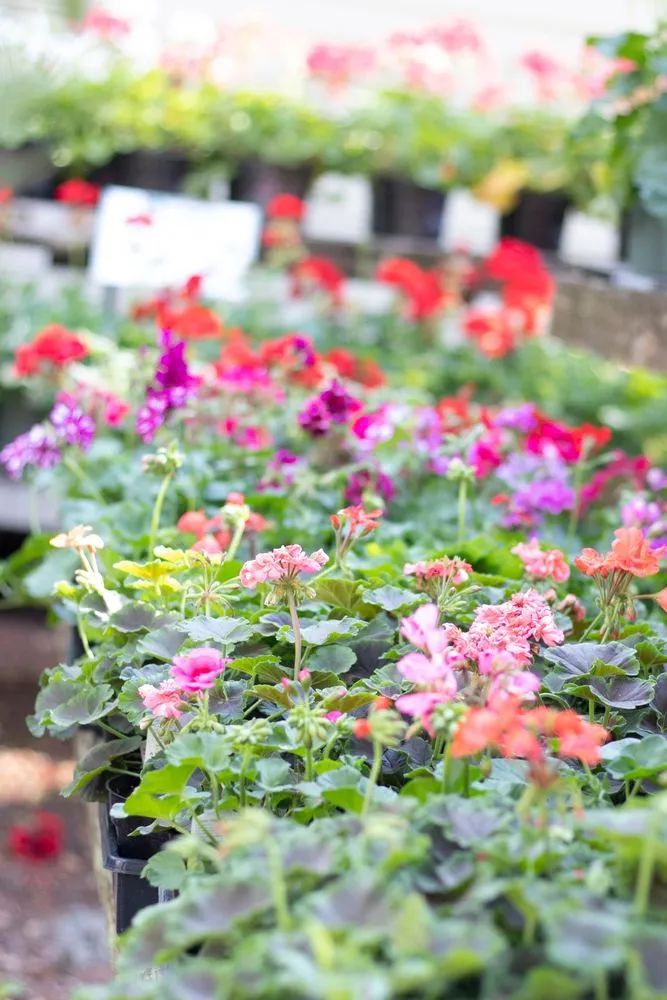 Custom outdoor landscaping experts serving Hilton Head Island, SC - The Greenery Garden Center Gift & Home
