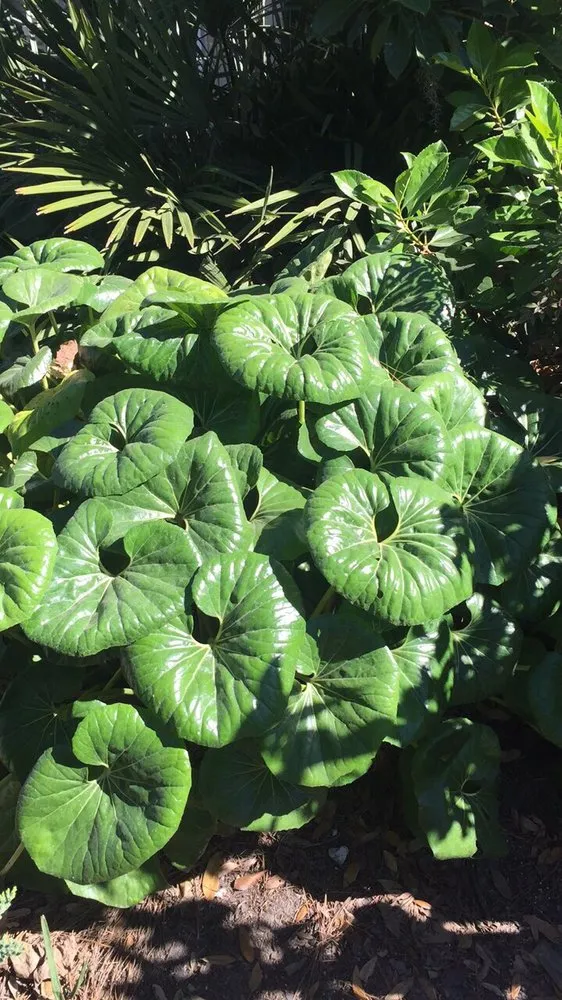 Expert garden landscaping in Hardeeville, SC - The Greenery