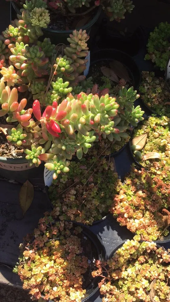 Reliable landscaping services in Hardeeville, SC by The Greenery