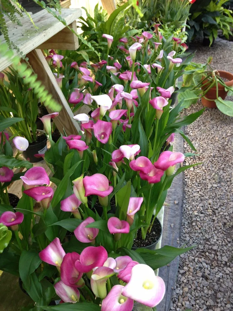 Professional lawn care service in Hardeeville, SC - The Greenery