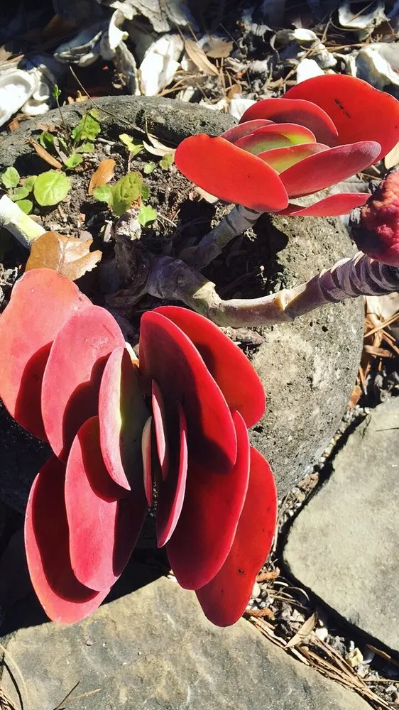 Expert landscape design in Hardeeville, SC by The Greenery