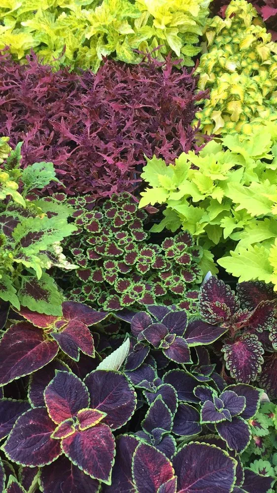 Professional yard cleanup service in Hardeeville, SC - The Greenery