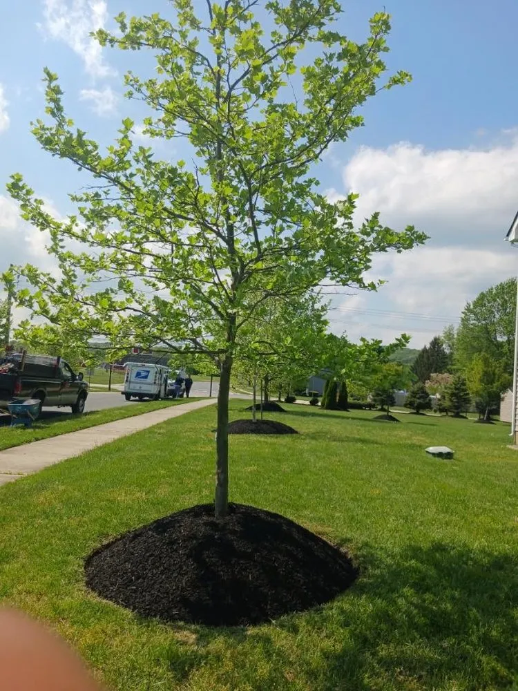 Custom landscape design in Wilmington Manor, DE by The Greenery Landscaping