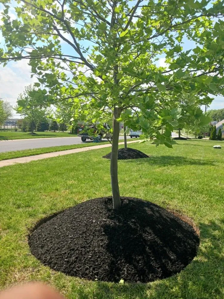 Top-rated residential landscaping in Wilmington Manor, DE by The Greenery Landscaping