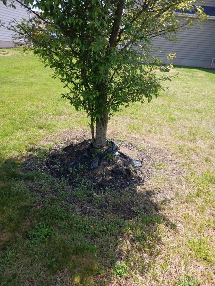 Reliable landscaping services in Wilmington Manor, DE - The Greenery Landscaping