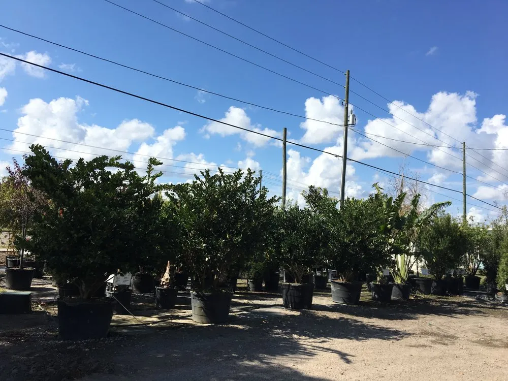 Reliable lawn mowing service experts serving Land O' Lakes, FL - The Greenery of Tampa Bay