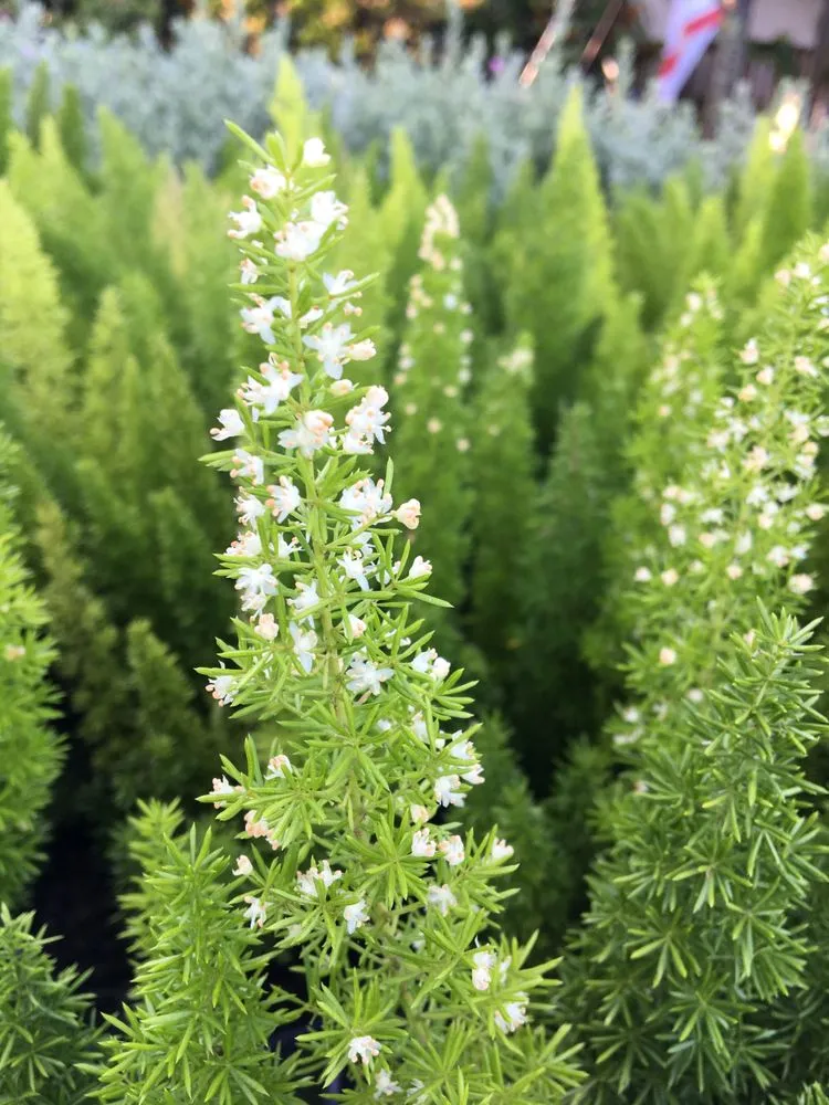 Top-rated residential landscaping in Land O' Lakes, FL - The Greenery of Tampa Bay
