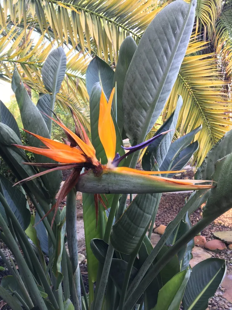 Top-rated garden landscaping in Land O' Lakes, FL by The Greenery of Tampa Bay