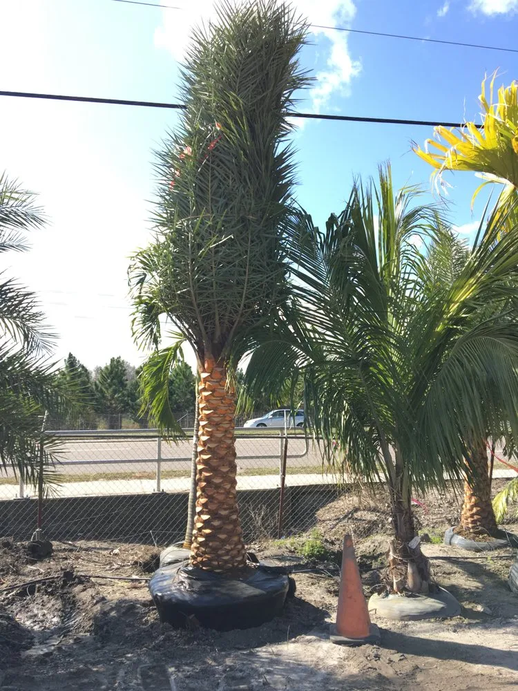 Reliable yard cleanup service experts serving Land O' Lakes, FL - The Greenery of Tampa Bay